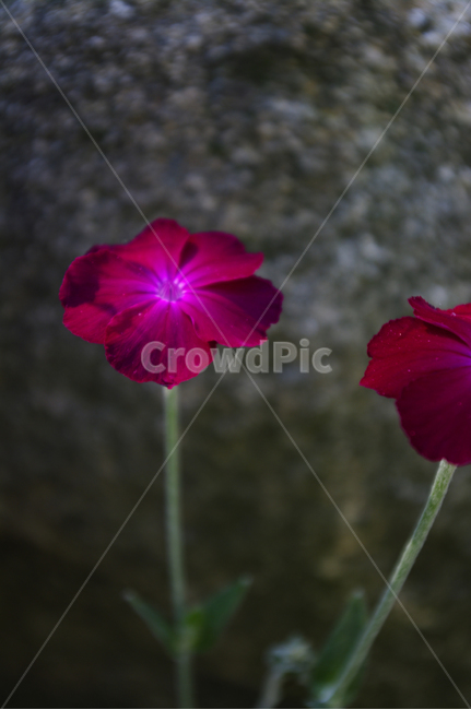 우단동자,꽃,식물,꽃봉오리,flower,식물,자연,plants,nature,꽃,flower