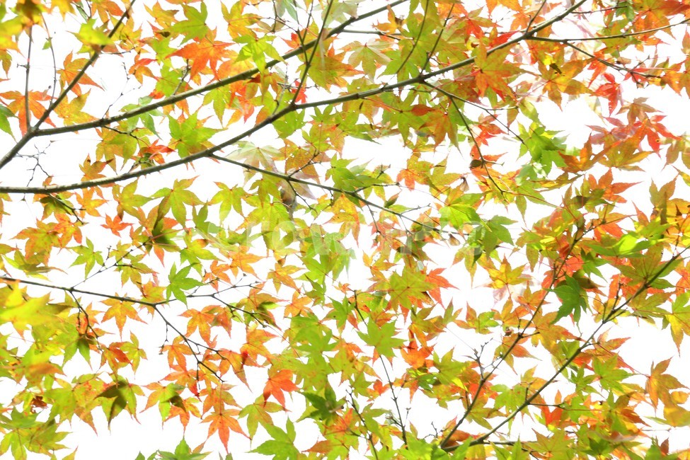 play with autumn leaves,light green,autumn,Orange,colorful,Maple