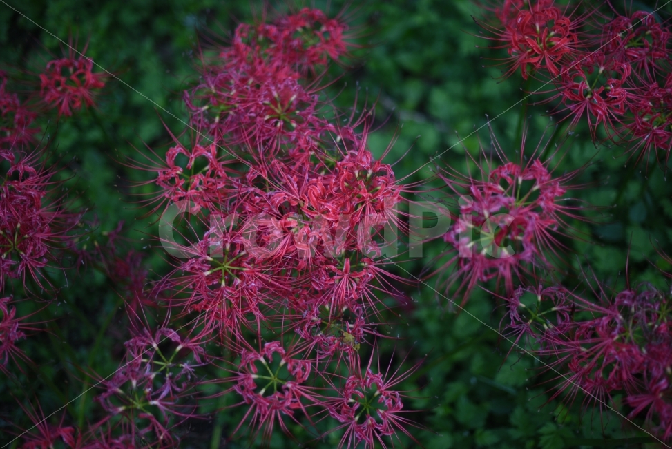꽃,상사화,꽃무릇,가을,영광불갑사,식물,자연,plants,nature,꽃,flower