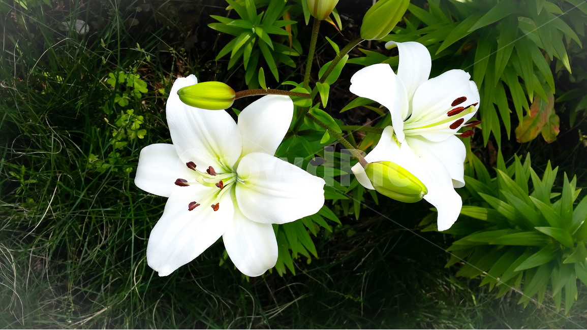 꽃,봄,흰꽃,식물,접사,식물,자연,plants,nature,꽃,flower