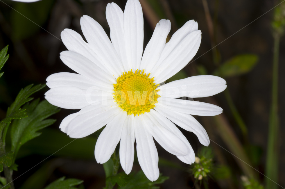 감성,자연,계절,접사,데이지,국화,꽃,여름,여름꽃,daisy
