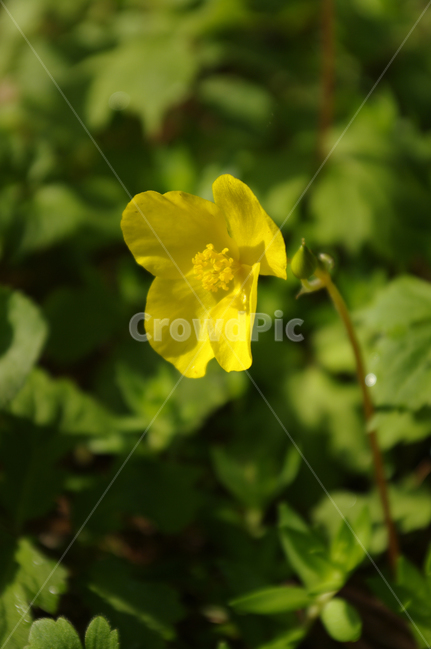 피나물,꽃,flower,식물,plant,식물,자연,plants,nature,꽃,flower