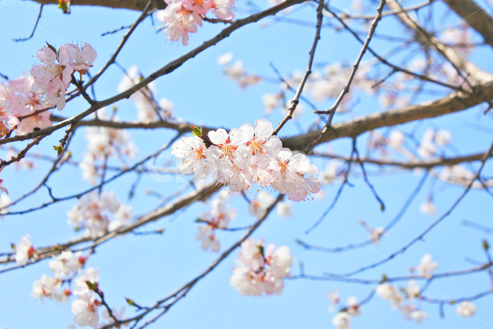 봄,꽃,감성사진,살구,살구꽃,연분홍,분홍,색감,자연,sky,pink,flower,봄,계절,spring,season,식물,자연,plants,nature,꽃,flower,plant,blossom,cherry blossom,벚꽃