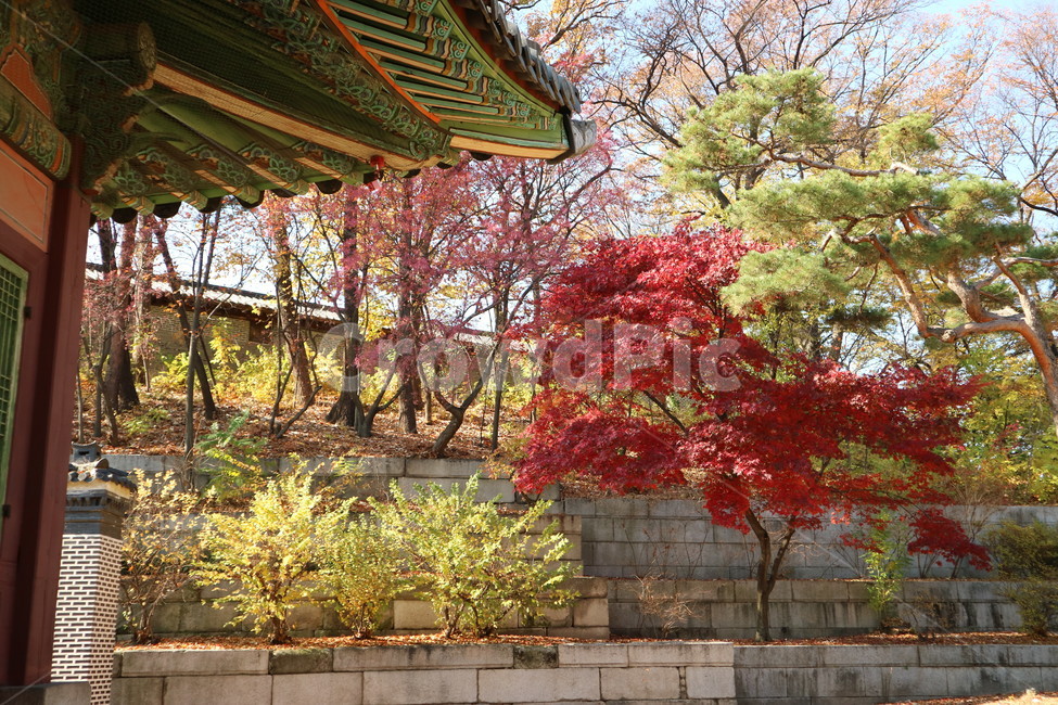 창경궁,가을,단풍,처마,풍경,가을,계절,fall,autumn,season,한국전통,한국문화,korean traditional,korean culture,건축물,건물외관,exterior,building,structure,architecture,construction,tree,나무,plant,식물