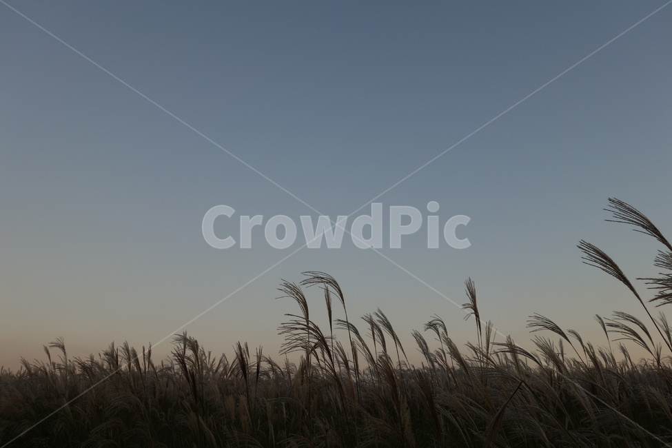 억새,하늘공원,저녁,노을,풍경,하늘,자연,풍경,nature,landscape,식물,plants,plant,grass,잔디