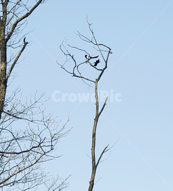 까치,나무,설날,명절,동물,새,bird,animal,tree,nature,겨울,계절,winter,season,나무,trees,wood,동물,animal,조류,새,birds