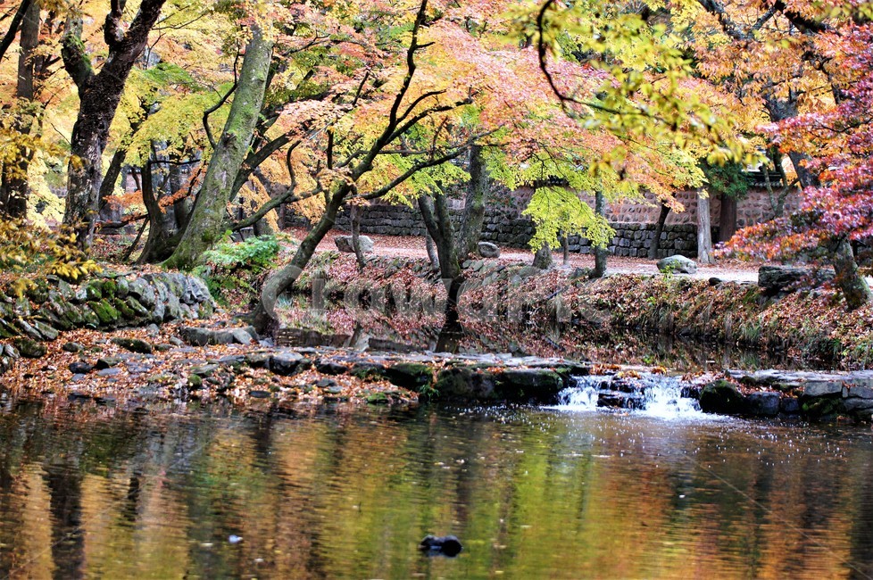 가을,단풍,나무,자연,식물,풍경,빨강색,노란색,초록색,낙엽,trees,nature,autumn,red,yellow,green,season,자연풍경,계절,감성,계곡물,가을,계절,fall,autumn,season,자연,풍경,nature,landscape,한국자연풍경,한국자연경관,korea nature landscape,tree,plant