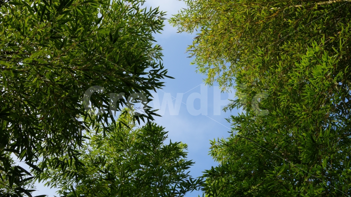 숲,하늘,담양,죽림원,배경,감성,대나무,나무,구름,홈페이지,자연,풍경,nature,landscape,tree,plant,식물,leaf,잎