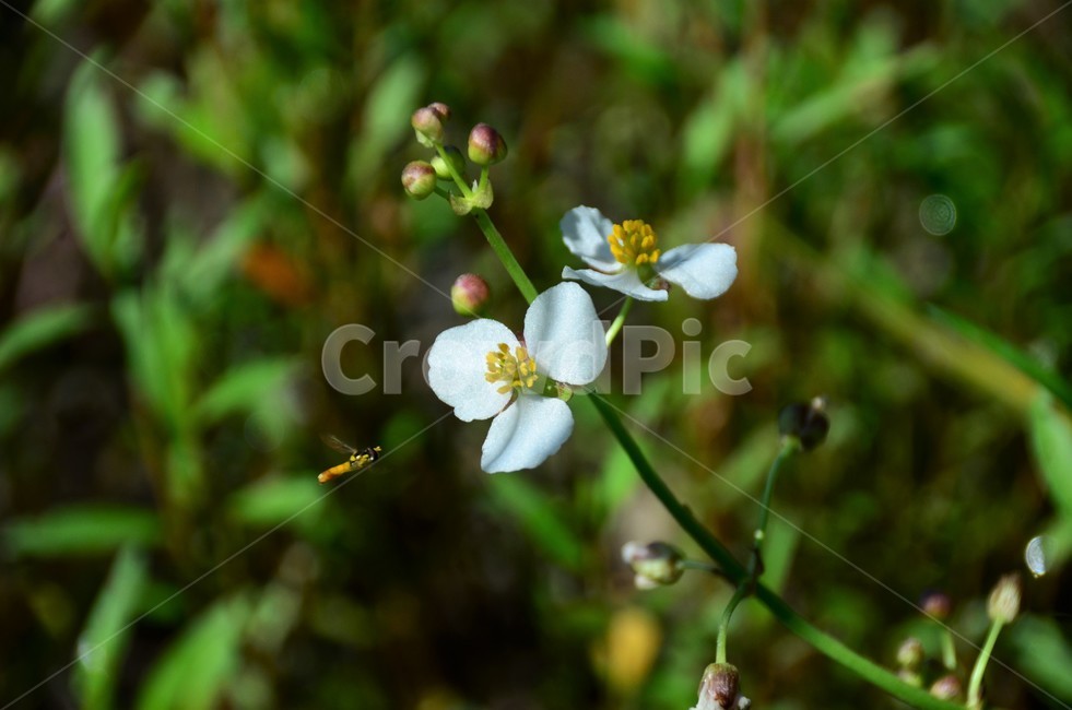 보풀,꼬마꽃등에,습지식물,야생화,택삿과,자연,식물,자연,plants,nature,꽃,flower