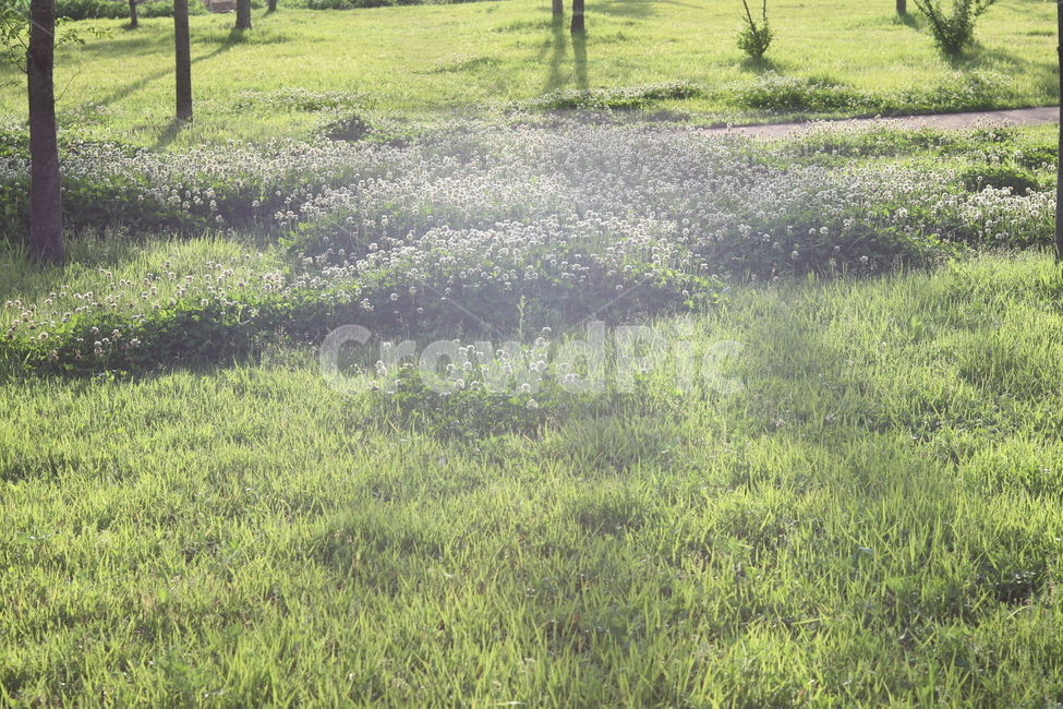 토끼풀,초록,흰색,풍경,봄,햇빛,자연,풍경,nature,landscape,휴식,힐링,rest,relaxation,healing,field,들,grassland,목초지,outdoors,옥외,farm,농장,rural,농촌