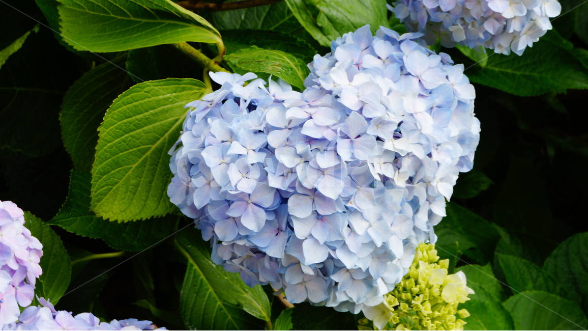 수국,산수국,꽃,꽃사진,태종대,식물,식물,자연,plants,nature,꽃,flower