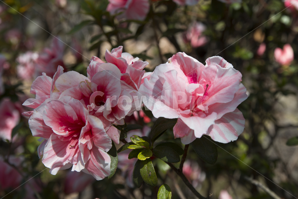 꽃사진,배경,여름,여름꽃,이쁜꽃,식물,자연,plants,nature,꽃,flower