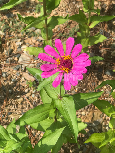 식물,꽃,자연,야외,beautiful,beauty,bloom,blossom,closeup,color,colorful,flora,floral,flower,fresh,garden,green,growth,leaf,natural,nature,pink,plant,spring,summer,분홍,봄,정원,성장,빛