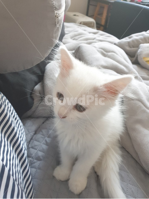 고양이,아기고양이,애기고양이,솜뭉치,털뭉치,앉아있는고양이