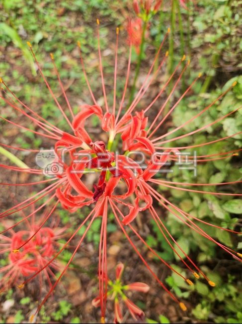 anther,Sangsanghwa Festival,Similarization,flower