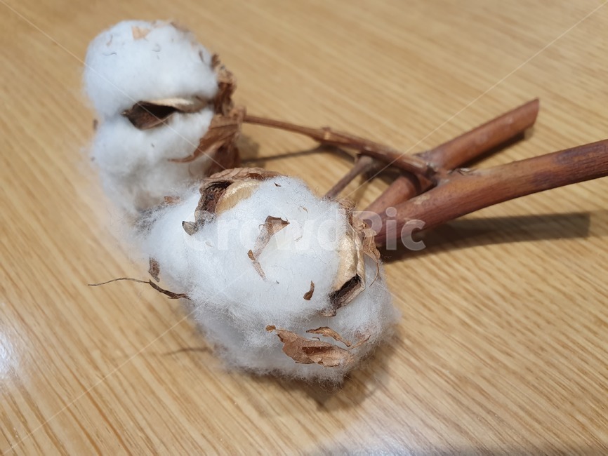 목화,면,천연소재,옷,신의선물