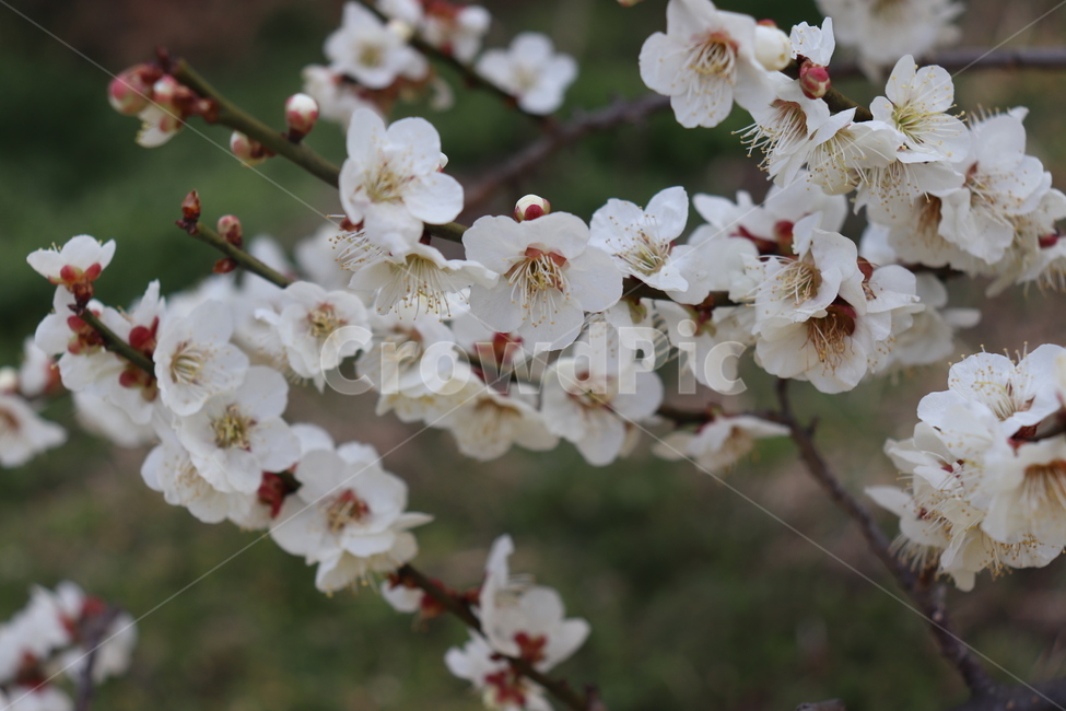 꽃,plant,식물,매화,flower,식물,자연,plants,nature,꽃,flower