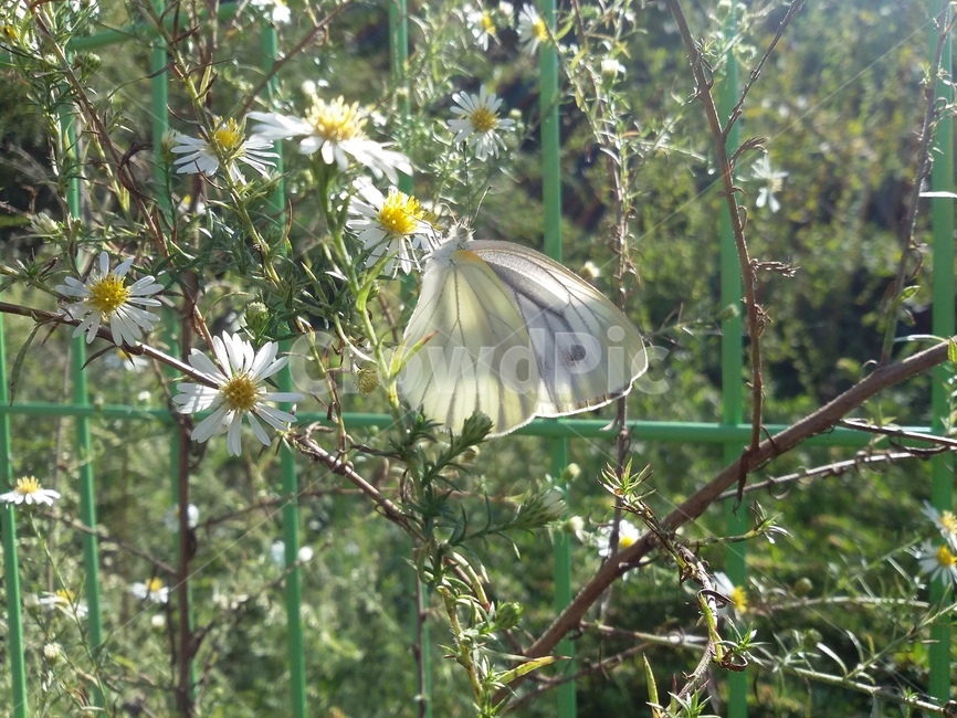 flower,plant,자연,꽃,식물,나비,식물,자연,plants,nature