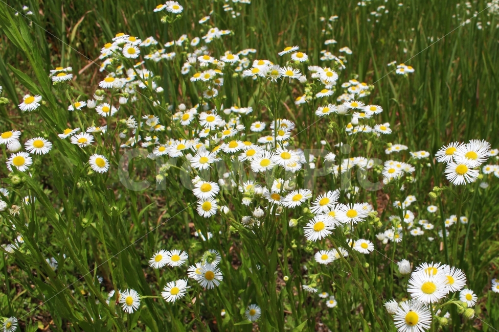 꽃,자연,여름,풍경,감성사진,식물,자연,plants,nature,꽃,flower