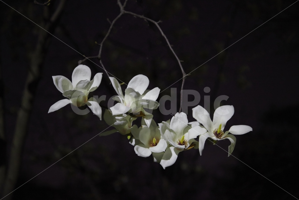 누끼,봄,향기,흰백,목련,백목련,식물,자연,plants,nature,꽃,flower,누끼,remove background
