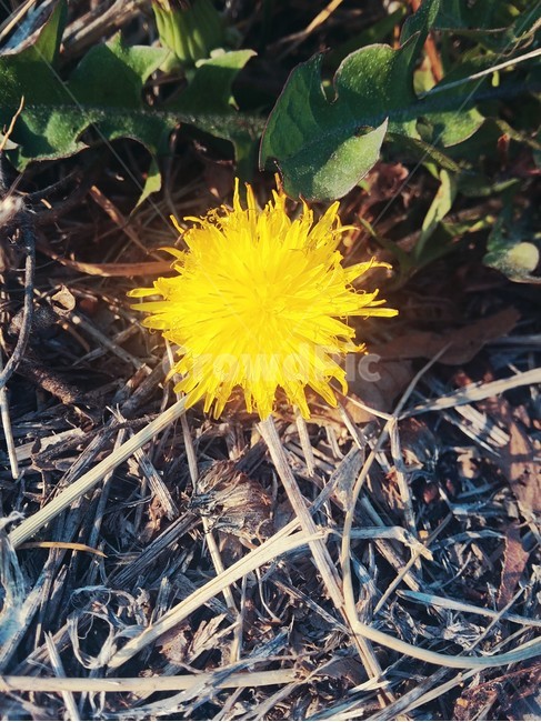 민들레,들꽃,flower,dandelion,노란색