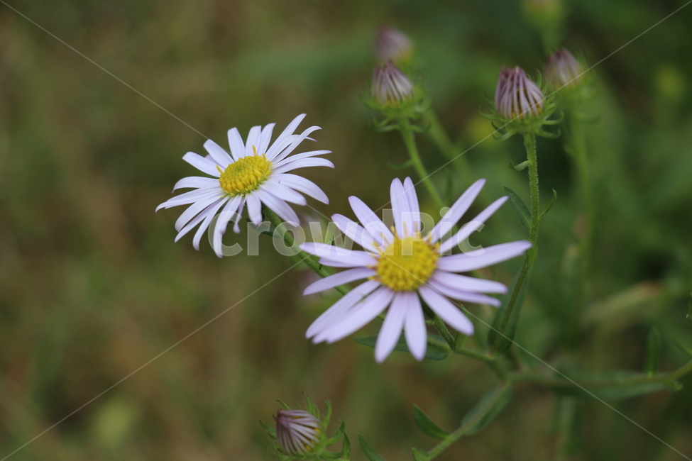 꽃,자연,식물,코스모스,가을꽃,식물,자연,plants,nature,꽃,flower