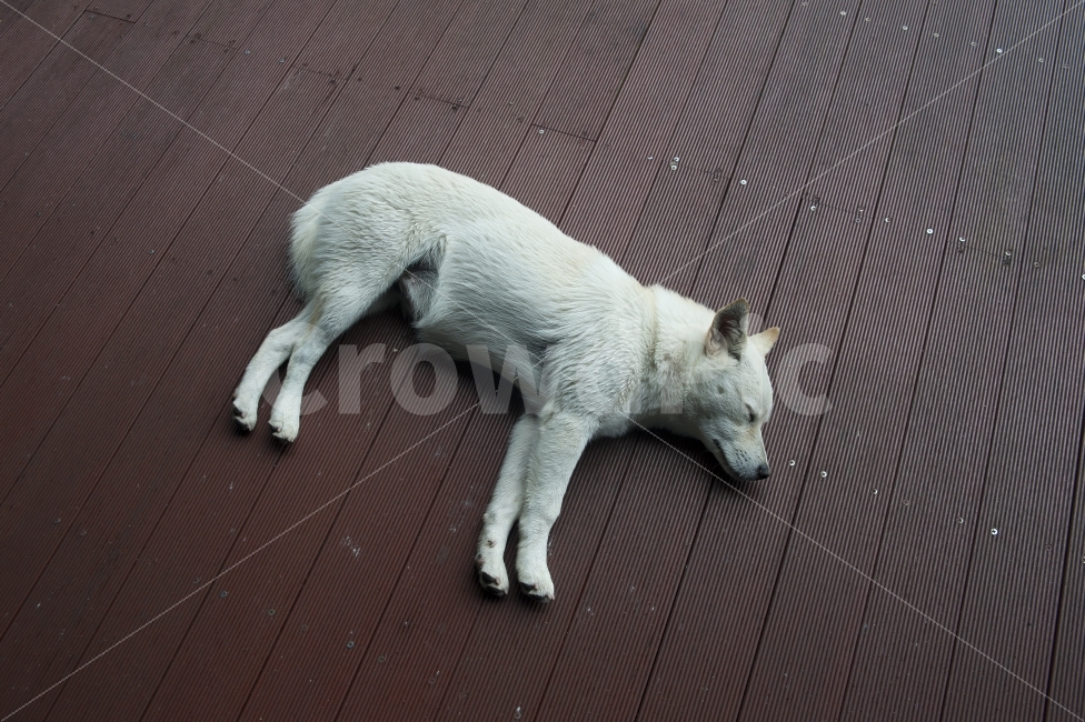 개,멍멍이,강아지,dog,제주도개,동물,animal,포유류,mammal,개,강아지,dog,doggy