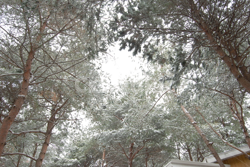 겨울,겨울눈,겨울산,겨울나무,눈,나무,숲