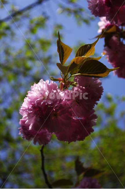 겹벚꽃,꽃,flower,계절,봄,spring,봄,계절,spring,season,식물,자연,plants,nature,꽃,flower,plant,geranium,제라늄,blossom