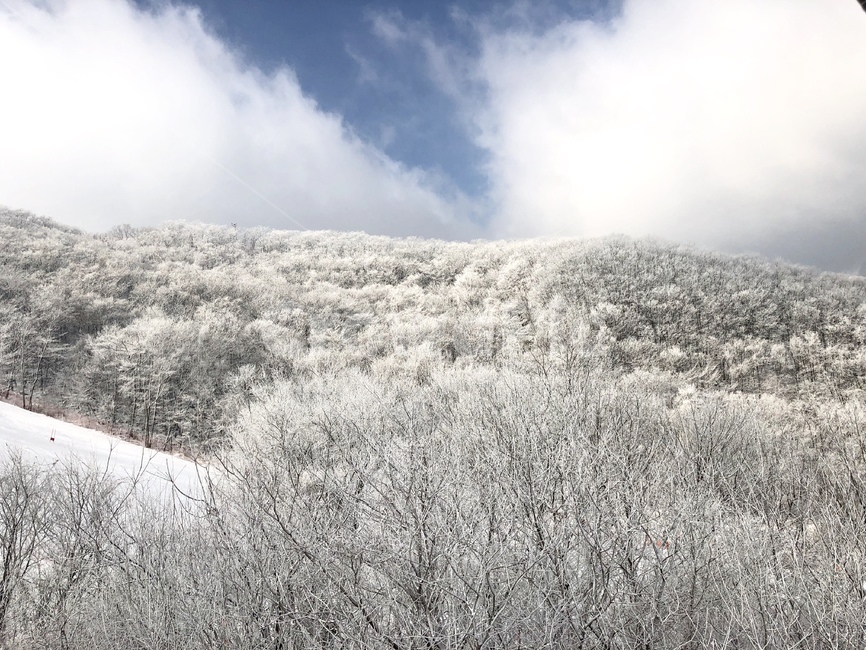 강원도,스키장,슬로프,눈꽃,설경,겨울,계절,winter,season,자연,풍경,nature,landscape,outdoors,옥외,snow,눈,frost,서리