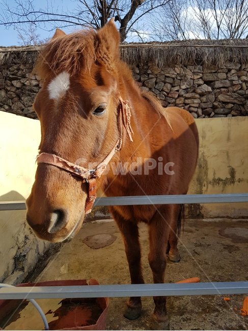 말,조랑말,동물,포유류,animal,mammal,horse,colthorse,콜트호스,목장,목축업
