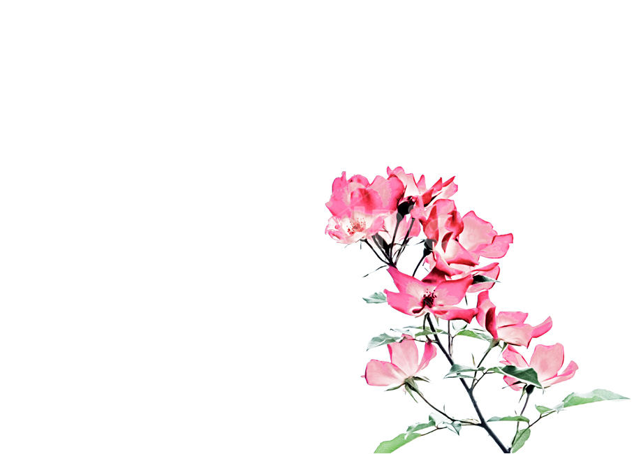 장미,배너,배경,꽃,자연,핑크,분홍,봄,백그라운드,배경사진,뷰티,아름다움,오브젝트,식물,향기,고백,선물,이벤트,소품,flower,rose,봄,계절,spring,season,꽃,flower,예술,art,누끼,remove background,그래픽,일러스트레이션,graphic,illustration,plant,blossom