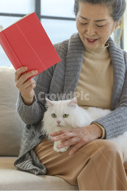고양이,노인,여성,일상,반려동물,은퇴,여가,여유,행복,미소,만족,즐거움,생활,인테리어,실내,소파,의자,창문,하얀고양이,무릎냥,나이든여성,흰색,회색,붉은색,베이지색,따뜻함,포근함,할머니,60대여성,70대여성,흰머리,사랑,신뢰,동거,반려,애완동물,동물,백발,우아한,고귀한,귀여운,안기다,앉다,마주보다,웃다,책,타블릿,읽다