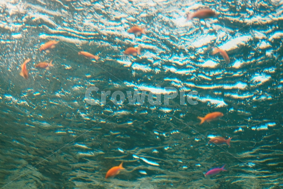 수족관,바다,물고기,금붕어,감성,바닷속,동물,animal,어류,물고기,fish