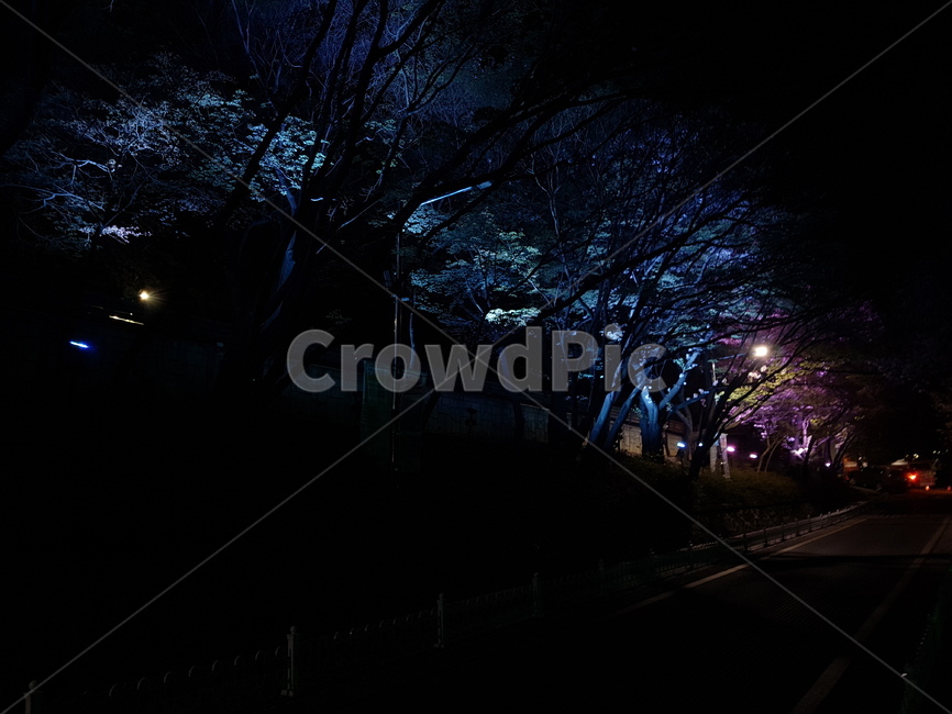 벚꽃,밤,조명,네온,인천,Incheon,자유공원,nature,옥외,outdoors,flower,꽃,야간개장,야간벚꽃,사쿠라,불빛,봄,계절,spring,식물,자연,야경,밤,풍경,nightscape,night,landscape