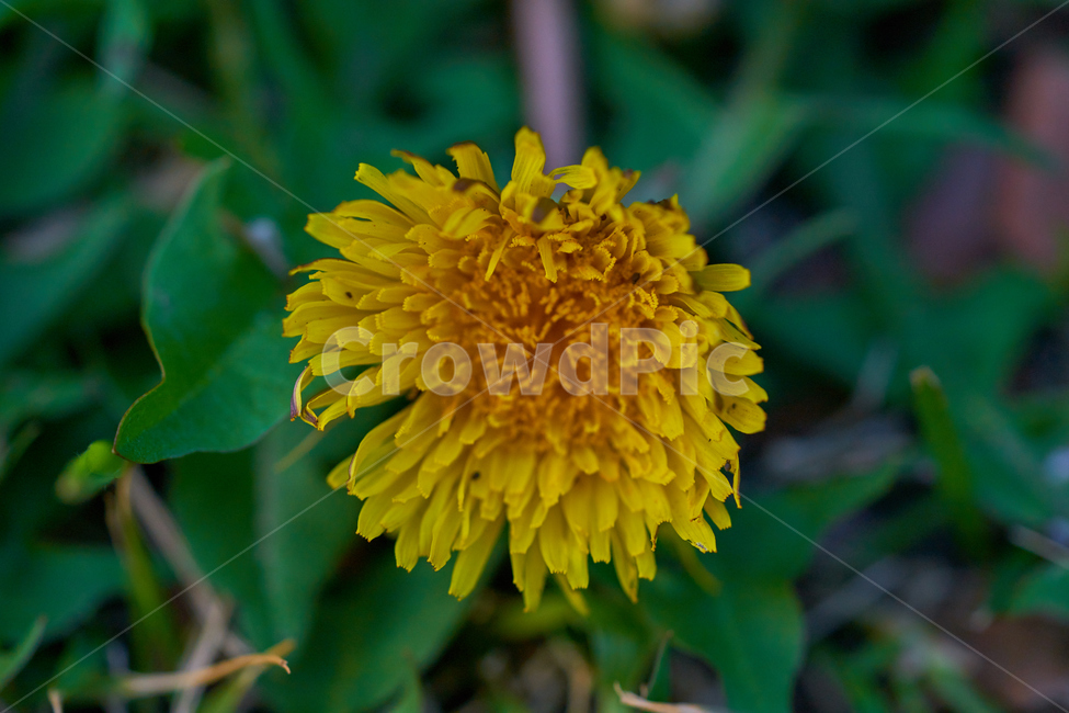 민들레,꽃,감성,노란꽃,아웃포커스,접사,macro,flower,nature,natural,yellow