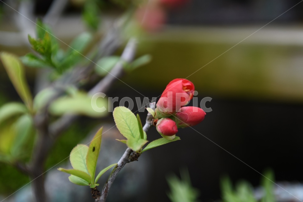 식물,꽃,감성사진,자연,flower,꽃사진,봄,봄꽃,계절,감성,4월,spring,힐링,자연풍경,풍경,봄,계절,spring,season,식물,자연,plants,nature,꽃,flower,plant