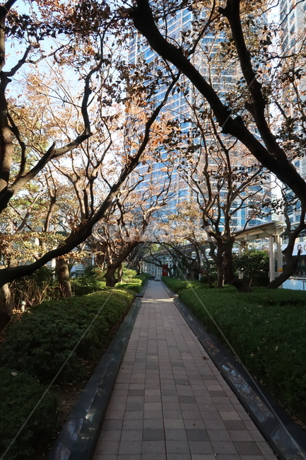 풍경,나무,나무숲,거리,빛,도시,풍경,city,landscape,plant,식물