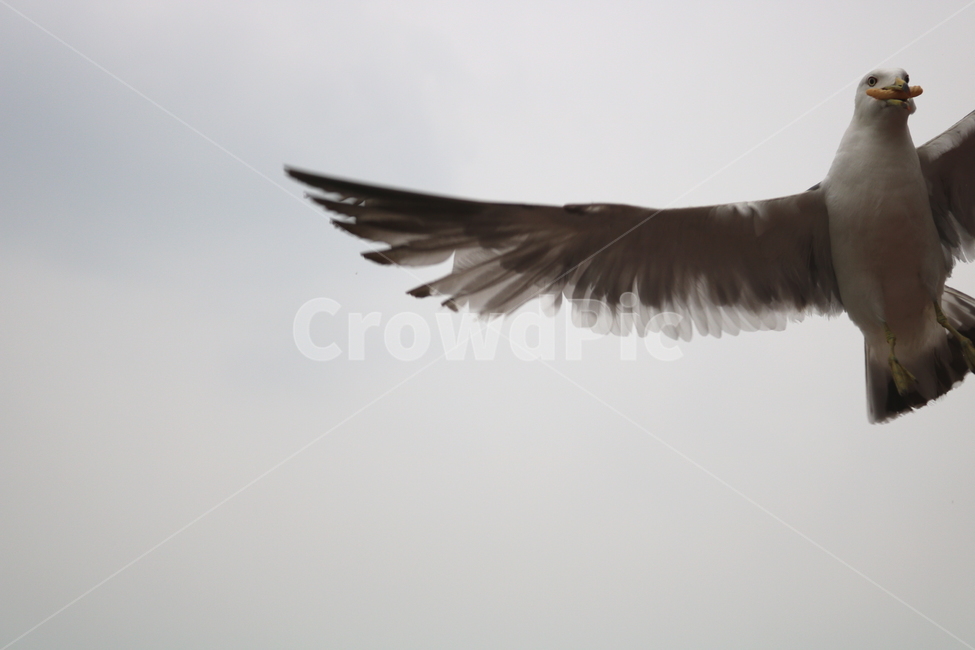 갈매기,새,조류,동물,하늘,동물,animal,조류,새,birds