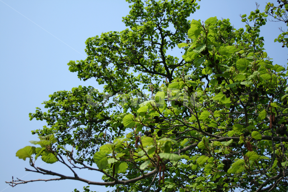 하늘,봄,봄날,봄풍경,감성,spring,flower,공원,풍경,식물,새싹,잎,초록,봄,계절,spring,season,식물,자연,plants,nature,나무,trees,wood,plant,tree