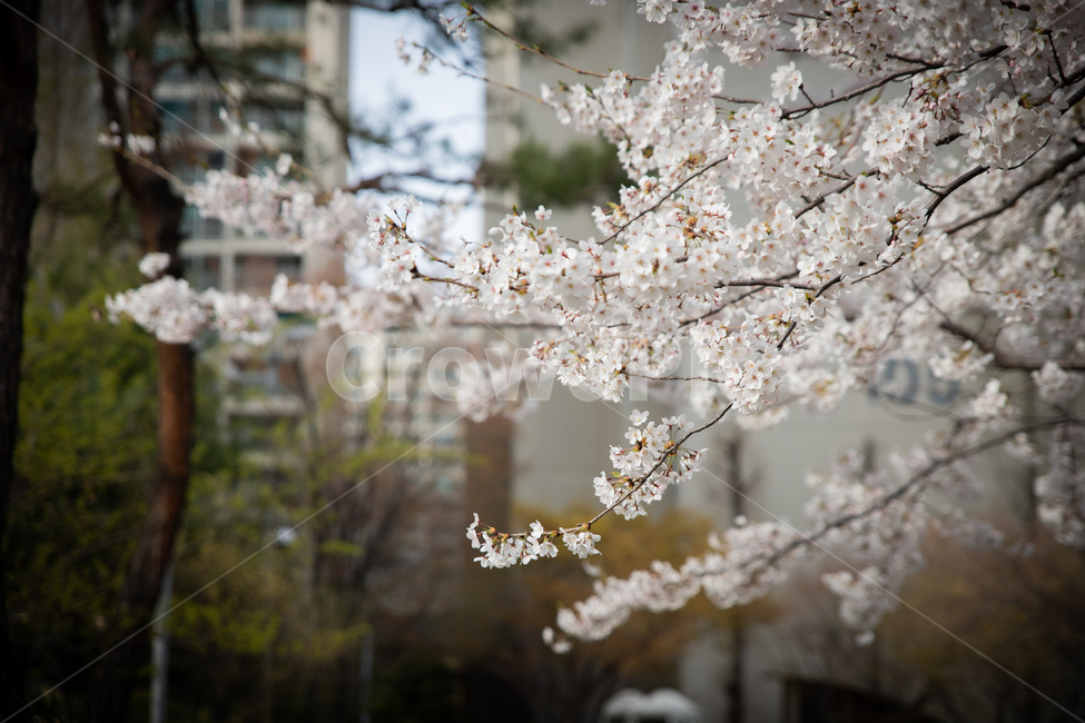 봄,spring,벗꽃,cherrytree,서울,korea,송파,봄,계절,spring,season,plant,식물,blossom,꽃,flower,cherry blossom,벚꽃