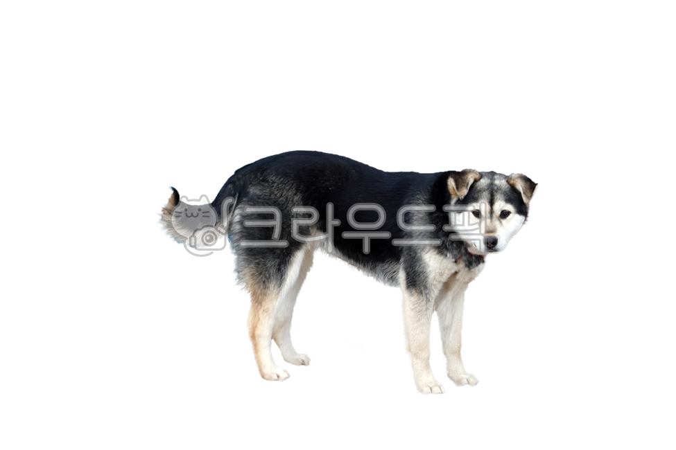개,강아지,애완동물,누끼,배경,투명배경,애완견,동물,dog,puppy,isolated,background,transparentbackground,pet,animal,png,에스키모개의,husky