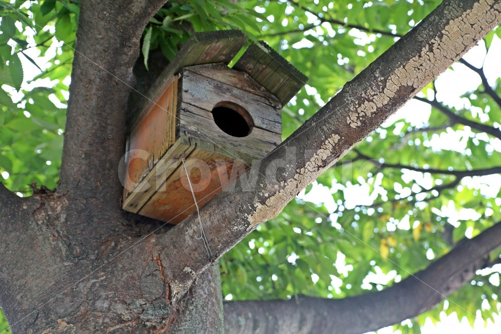 나무,새집,공간,나무로만든,wooden,나뭇가지,식물,자연,plants,nature,사물,물건,오브젝트,thing,object,matter