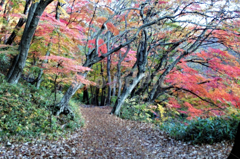 가을,단풍,나무,자연,식물,풍경,자연풍경,감성,autumn,nature,season,계절,emotion,trees,산길,낙엽,가을,계절,fall,autumn,season,tree,plant,tree trunk,나무 줄기
