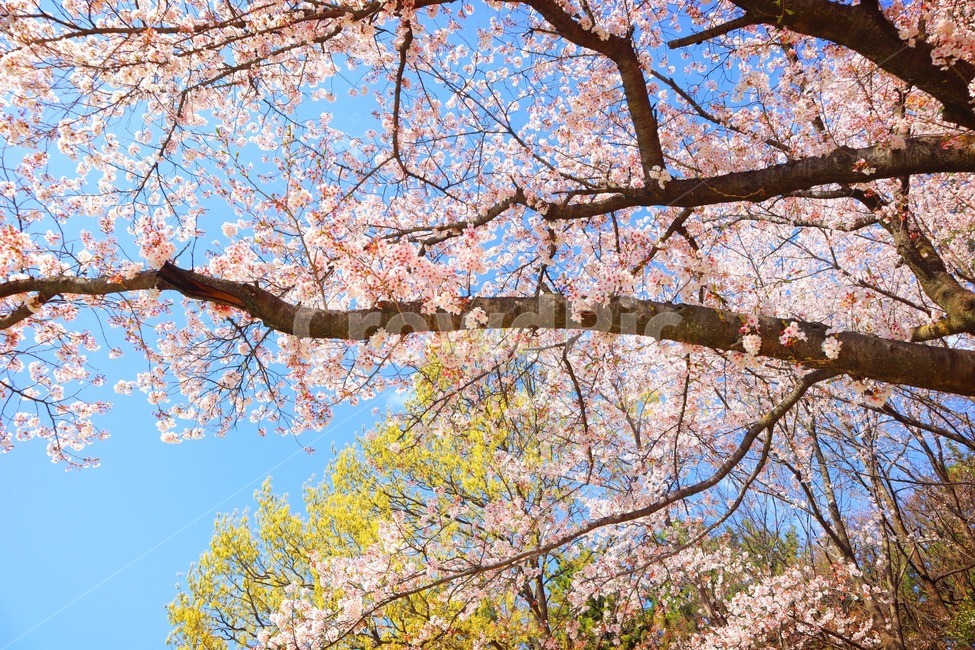 벚꽃,나무,하늘,꽃구경,봄