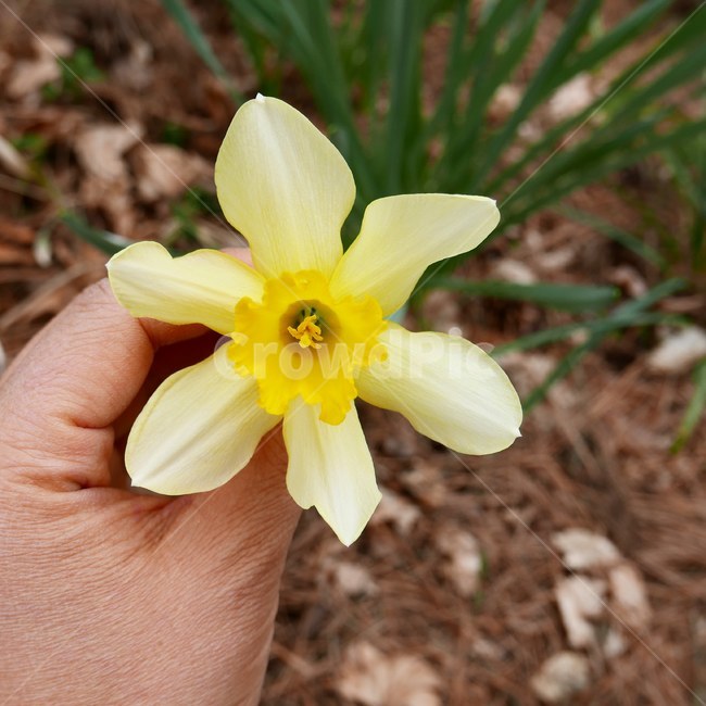 수선화,꽃,봄꽃,봄,예쁜꽃,꽃사진,식물,자연,plants,nature,꽃,flower