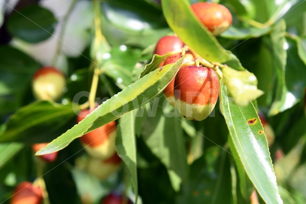대추,가을,추석,한가위,수확,풍요,음식,식재료,요리,food,cook,meal,dishes,food reserves,과일,열매,fruit
