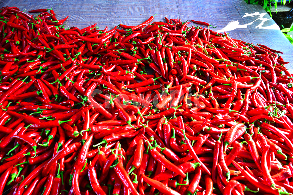 고추,열매,양념,고추농사,빨간고추,농업,산업,재배,밭농사,향신료,캡사이신,매운맛,음식재료,식재료,김치양념,건강식품,핫페퍼,hotpepper,chilipepper,톡쏘는맛,자극적,식물,아열대식물,시골,하우스,잘익은,레드,빨강색,녹색,고춧잎,고추말리기,건조,태양초,수확,꼭지,음식,식재료,요리,food,cook,meal,dishes,food reserves,채소,야채,vegetables