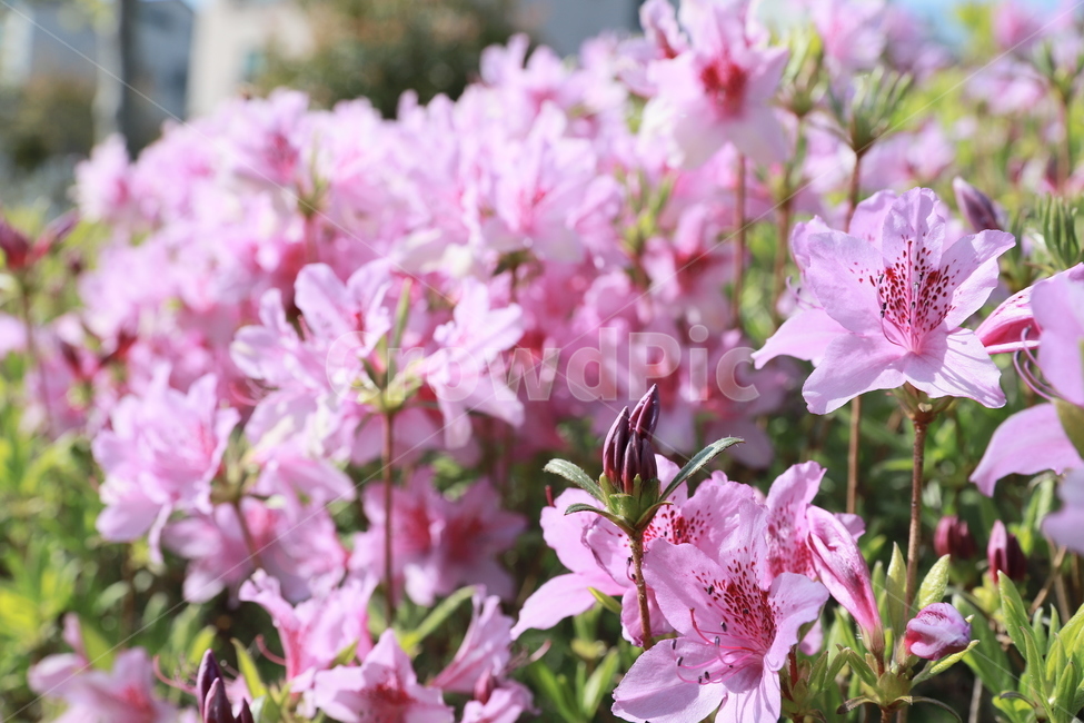 봄,꽃,flower,아웃포커싱,철쭉,자연