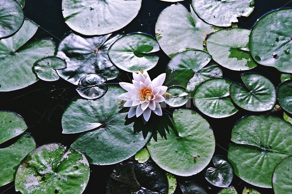 관곡지,연꽃,꽃,연잎,잎,연근,연뿌리,생태공원,식물,꽃잎,수중식물